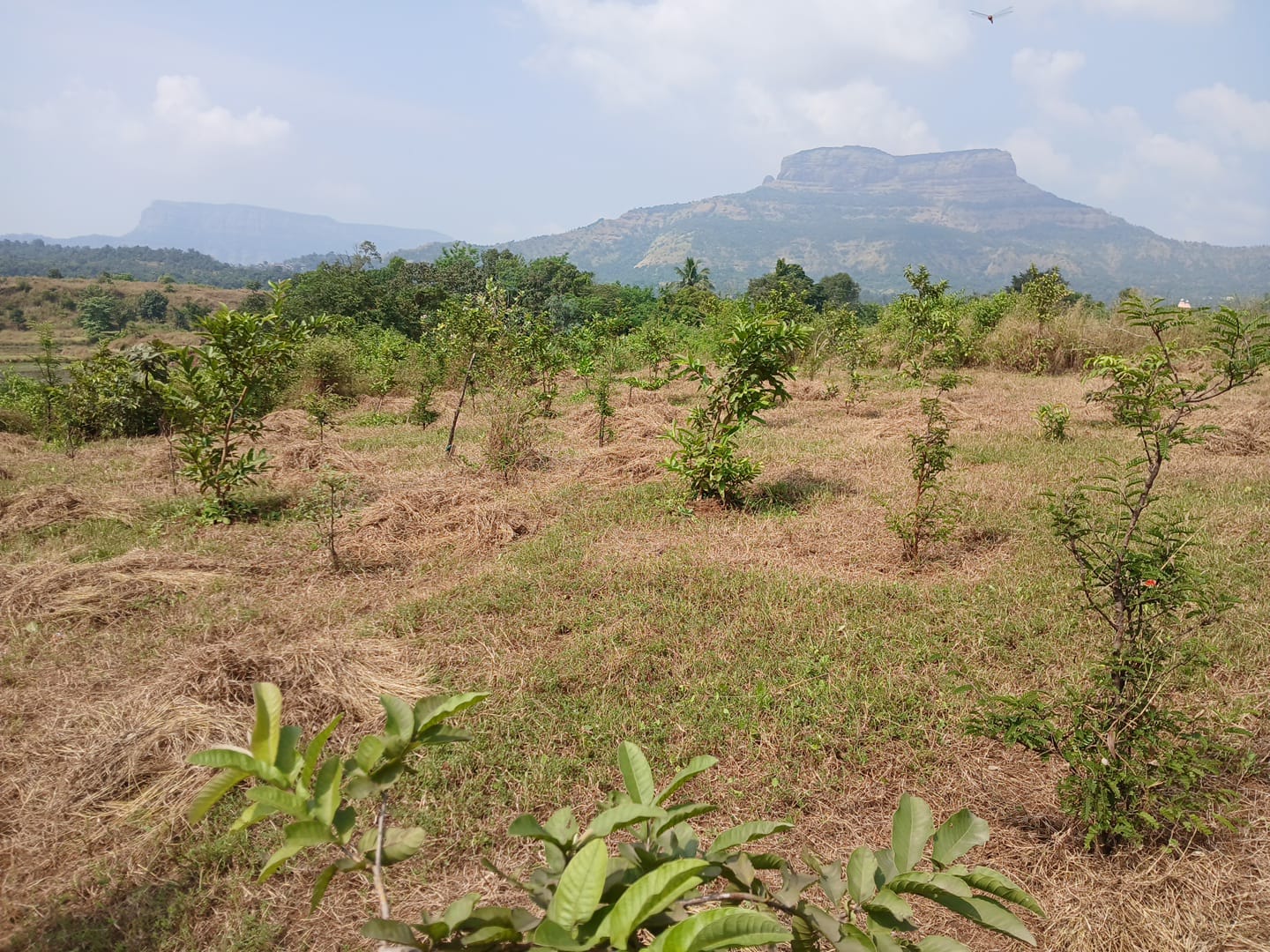 Tree Plantation Drive