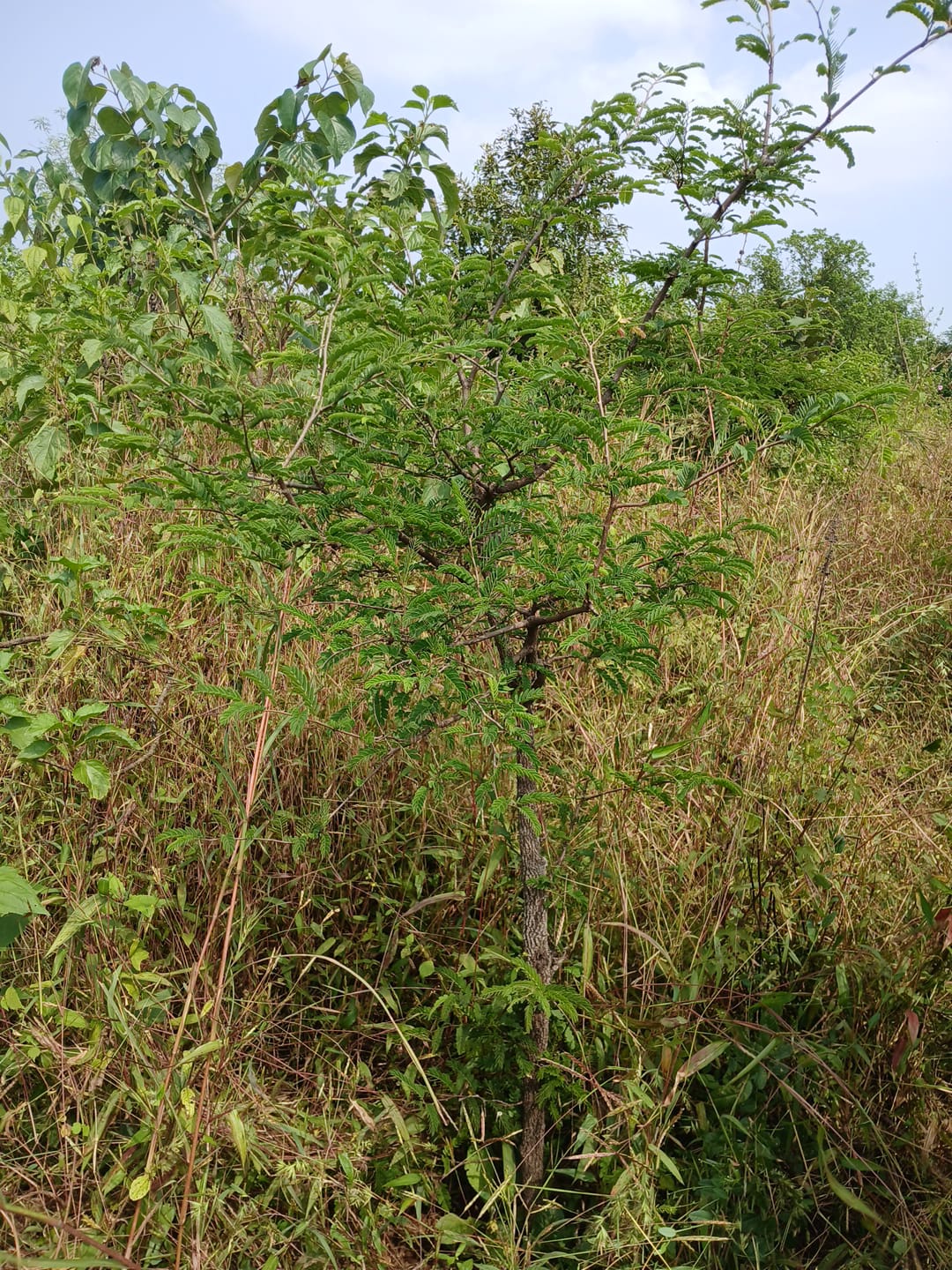 Tree Plantation Drive